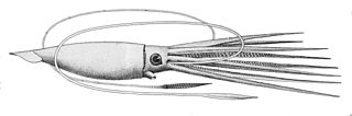 #34 (?/12/1874) J. H. Emerton's reconstruction of Architeuthis princeps, based chiefly on the Fortune Bay specimen, also known as Verrill specimen No. 13 (Verrill, 1881b:pl. 54 fig. 1). Identified as a drawing of the Catalina specimen (#42) in Richard Ellis's The Search for the Giant Squid.[304]