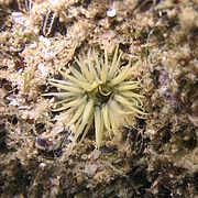 Actinia