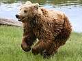 Brown bear Credit: Malene Thyssen License: CC-BY-SA 2.5, GFDL
