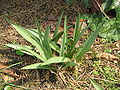 Colchicum bulbocodium leaves