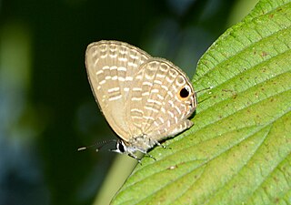 Ventral view