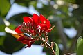 Erythrina ×bidwillii