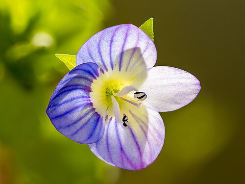 Veronica filiformis by Reinhold Möller