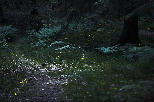 Fireflies in forest near Nuremberg