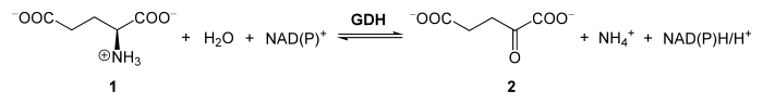 Reaktion der Glutamatdehydrogenase