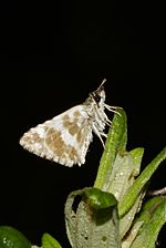 Ventral view