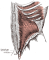 Deep muscles of the chest and front of the arm, with the boundaries of the axilla. (Intercostalis externus labeled at bottom center.)