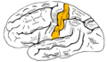 Lateral surface of left cerebral hemisphere, viewed from the side.