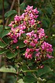 Lagerstroemia indica