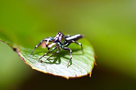 spiders in the park