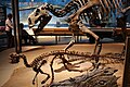 Perot Museum Tenontosaurus and Convolosaurus.jpg