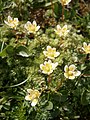 Saxifraga bryoides