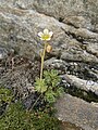 Saxifraga moschata