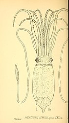 #55 (6/6/1880) An illustration of the Architeuthis verrilli holotype taken from Thomas William Kirk's formal description of the latter (Kirk, 1882:pl. 36 fig. 1)