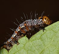 Closeup of the caterpillar. It has tiny white hairs all throughout its body. Tiny black legs, and an orange head with black dots.