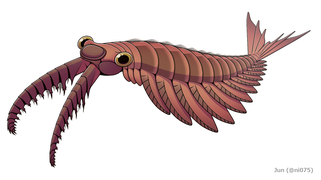 Anomalocaris is a member of the anomalocarididae family, which at one point included all radiodonts, but now only includes a few genera such as Lenisicaris.