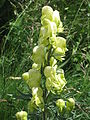 Aconitum anthora