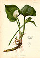 Calla palustris by Alois Lunzer from The Native Flowers and Ferns of the United States