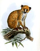 Drawing of brown loris