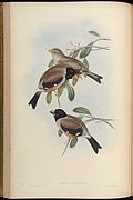 Illustration of Gould, John, 1804-1881 in Birds of Asia