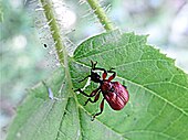 Female starting cut near leaf stalk