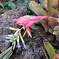 水塔花屬（Billbergia）的花朵