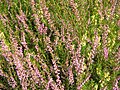 Calluna vulgaris 'Marleen'