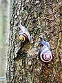 Pair of Grove Snails