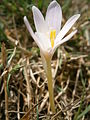 Colchicum alpinum