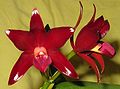 Ctt. Chocolate Drop 'Volcano Queen' (= C. guttata × Gur. aurantiaca)[6] (Formerly C. Chocolate Drop)