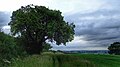 The Cubbington Pear Tree