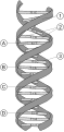 Deutsch: DNA-Doppelstrang von MesserWoland English: Double-stranded DNA by MesserWoland