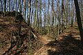 Old wall remains and ditch and bank system