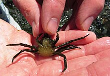 Male northern kelp crab