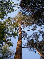 Scots pine (Over the third of all trees)