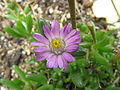 The tiny species Lampranthus tenuifolius