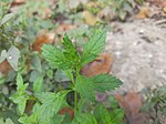 New leaves of Scoparia dulcis