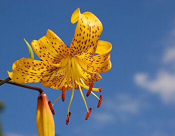 Lilium 'Citronella'