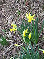 Narcissus 'February Gold'