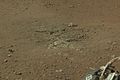 靠近“好奇号”漫游车着陆点（布雷德伯里着陆场）的火星上“古尔本”岩石露头（2012年8月17日）。