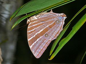 Ventral view