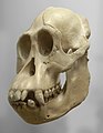 Orangutan cranium (Pongo sp.).