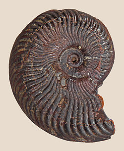 Fossil of the Early Jurassic Ammonoid Pseudogrammoceras expeditum