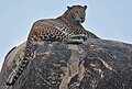 Image 8The Sri Lankan leopard (Panthera pardus kotiya) is an endangered subspecies of leopard native to Sri Lanka. (from Sri Lanka)