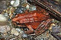 Northern red-legged frog Rana aurora