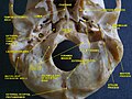 Styloid process. Base of skull.