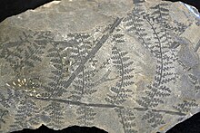 Fossilized fern-like leaf structure