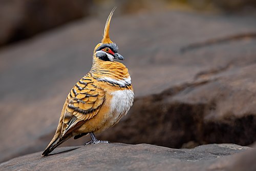 Spinifex pigeon