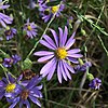 S. patens: Photo of Symphyotrichum patens taken 20 October 2020 in Polkton, North Carolina, US.