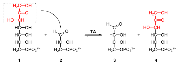 Reaction catalyzed by transaldolase